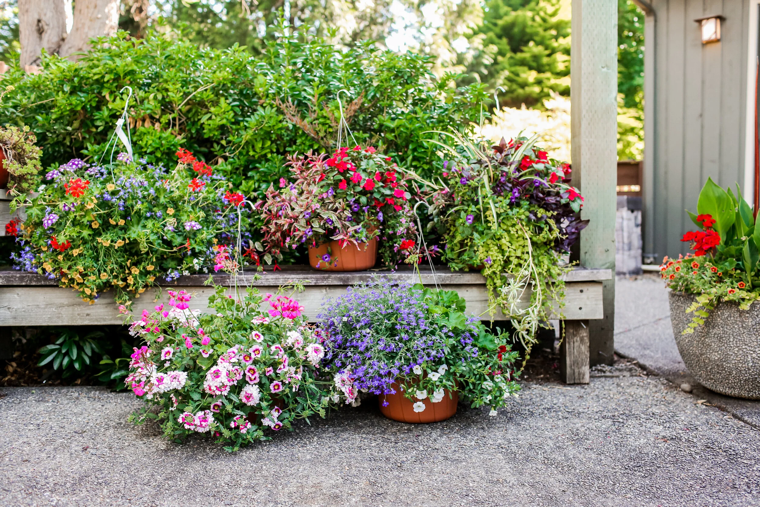 フラワー・ガーデニング   flower Basket Musical Gracious Lavender Basket in San Diego CA - Flowers by Coley